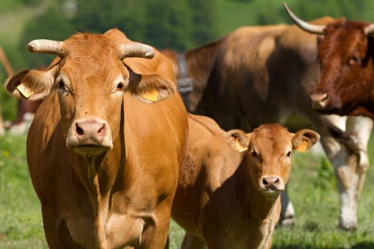 cows and calf in a prairie - french alps