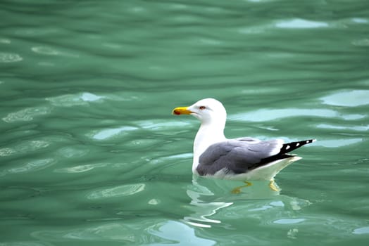 Photo of a Seagull in the sea