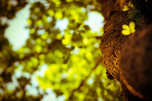 vintage picture of a tree in the morning light