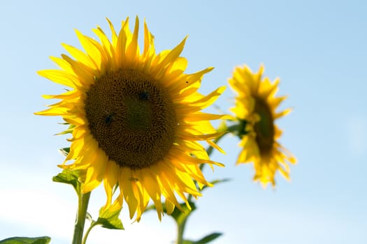 sunflower at a sunny day