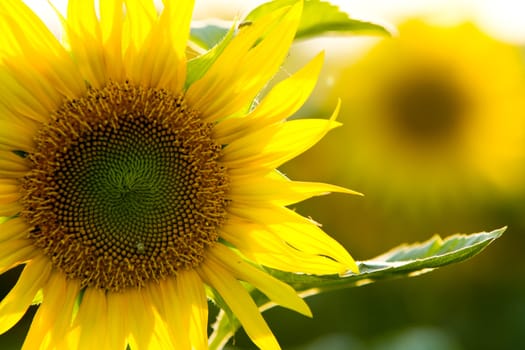 sunflower close up at a sunny day