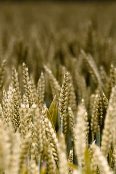 wheat field in the wind