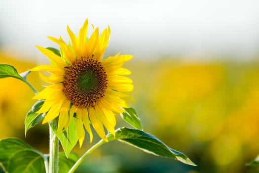 sunflower field at a sunny day