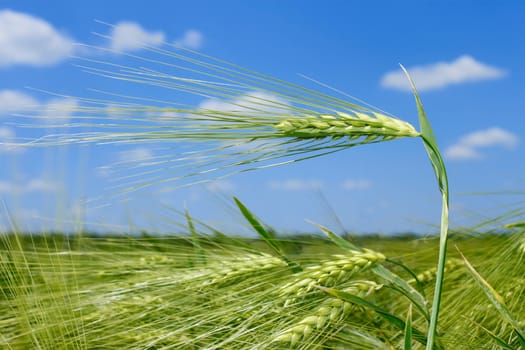 Spikelet of barley on barley field against blue sky