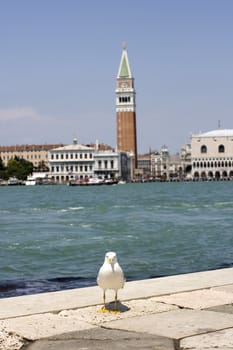 Photo of a Seagull on the pier, Venice panorama