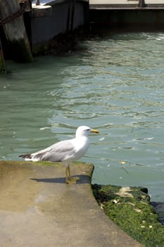 Photo of a Seagull on the pier