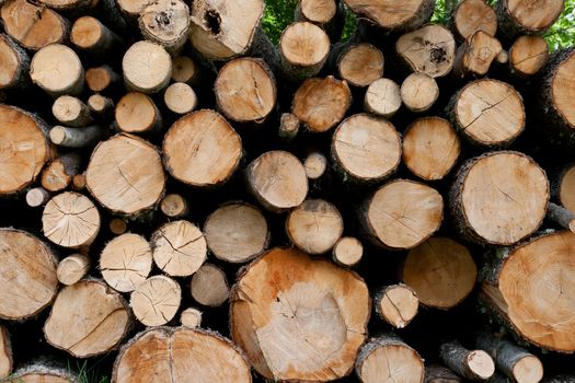 A detail shot of some freshly cut trees stacked in a pile
