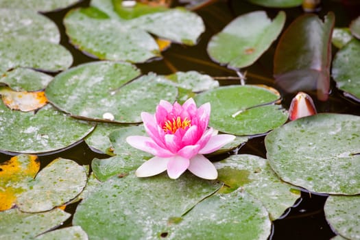 Fuchsia Water-lily in the pond
