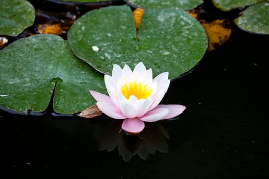 Water-lily in the pond