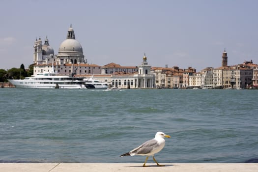 Photo of a Seagull on the pier, Venice panorama