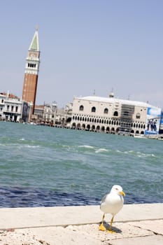 Photo of a Seagull on the pier, Venice panorama