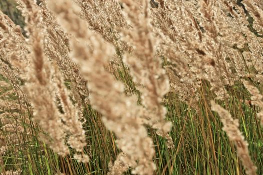 Tops of dry cereal weeds in windy day, fine herbal texture