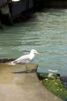 Photo of a Seagull on the pier