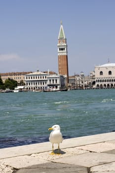 Photo of a Seagull on the pier, Venice panorama