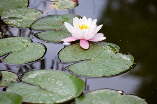 Water-lily in the pond