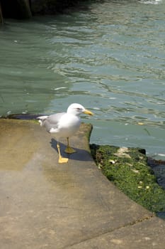 Photo of a Seagull on the pier