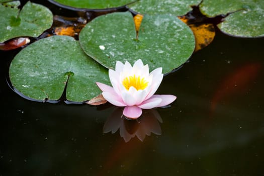 Water-lily in the pond