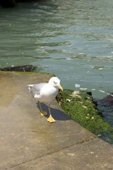 Photo of a Seagull on the pier