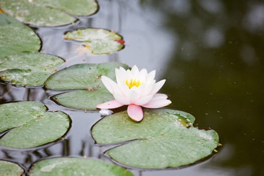 Water-lily in the pond