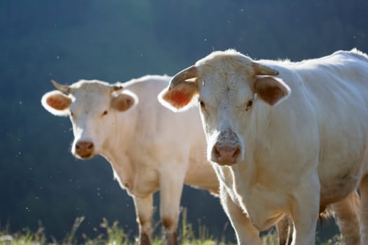 A white cow in a prairie