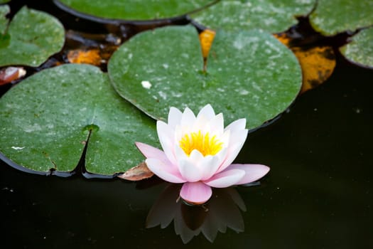 Water-lily in the pond
