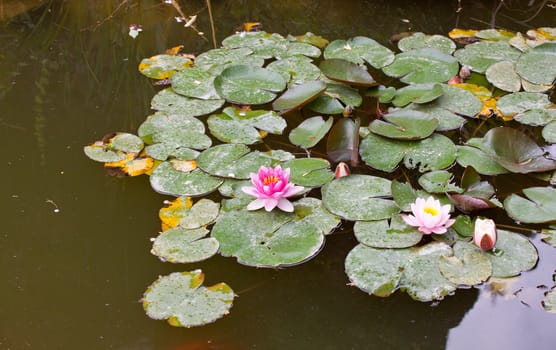Fuchsia Water-lily in the pond
