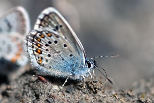 blue argus butterfly