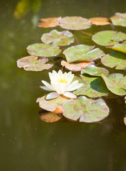 Yellow Water-lily in the pond