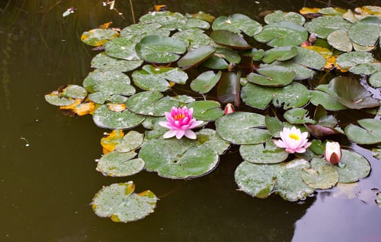 Fuchsia Water-lily in the pond