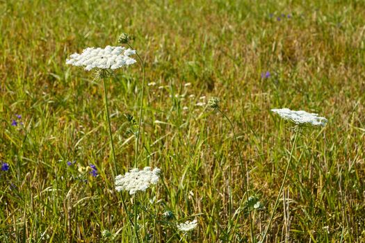 Plants of Apiaceae family flowering on the background of summer field