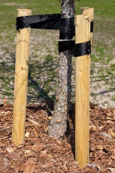 Young tree fixed with black belt