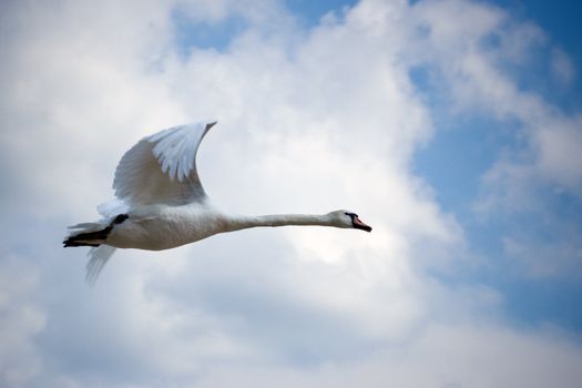 A beautiful and graceful flying swan