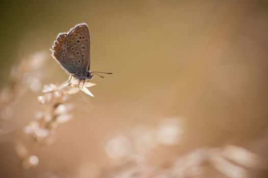 Polyommatus icarus in the morning light