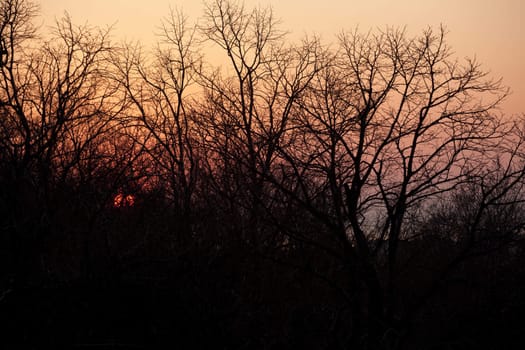 Sunset seen through the branches