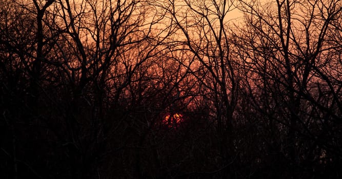 Sunset seen through the branches