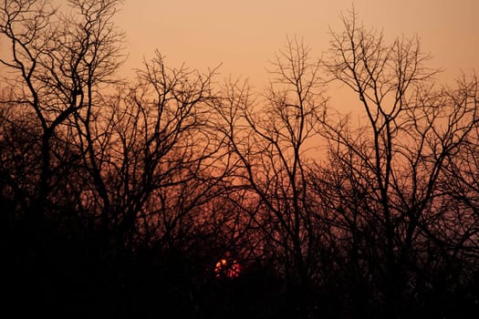 Sunset seen through the branches
