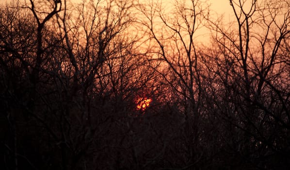 Sunset seen through the branches