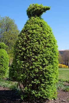 bush in the park cut in form of a penguin