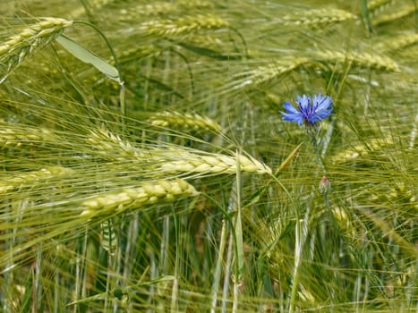 Cornflower flower among green barley ears in the field