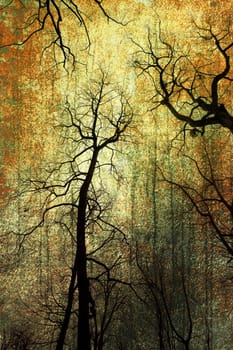 old trees in  autumn on grungy background