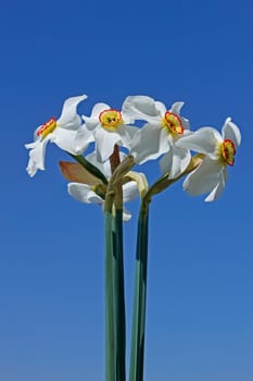 A bouquet of narcissus against the background of blue sky