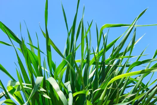Young green grass against the background of a blue sky