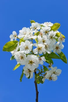 Flowering cherry branch against the background of blue sky