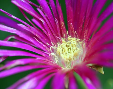 close up macro image of a lampranthus spectabilis flower