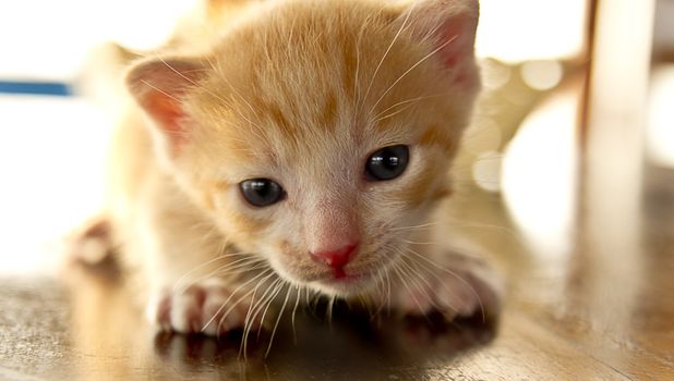 Very young kitten playing