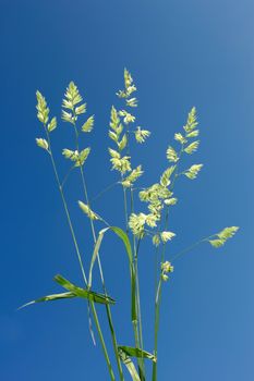 Cocksfoot on the background of blue sky. Scientific name: Dactylis glomerata, rough cereal grass that is common and widespread