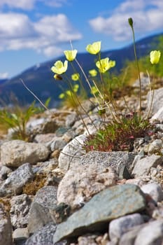 Yelow poppy (Papaver lapponicum) in the north mountains