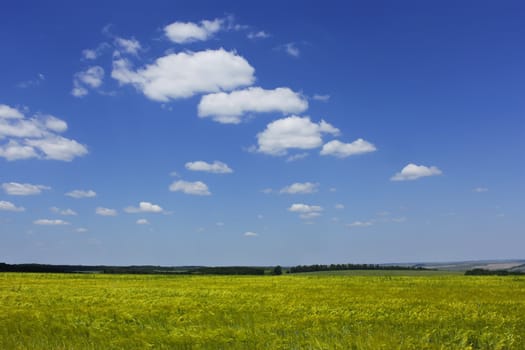 Beautiful rural landscape. Lightweight white clouds hanging over the barley field 