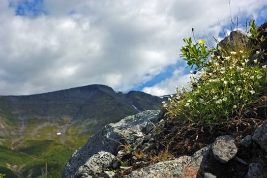 White and yellow flowers on a stone in the mountains