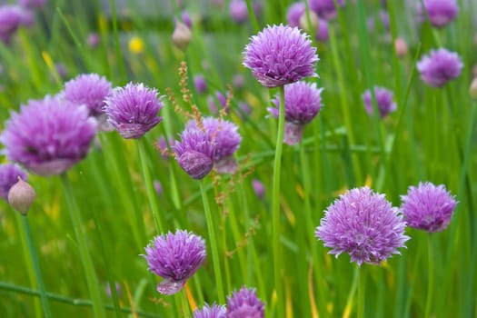 Purple flowers of onion on green background